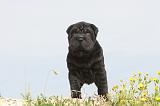 SHAR-PEI 518